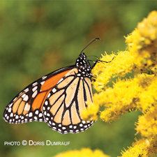 Robinson photographer publishes new book 